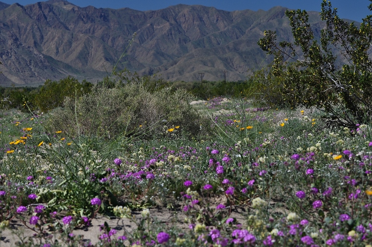 wildflowers against the mountains